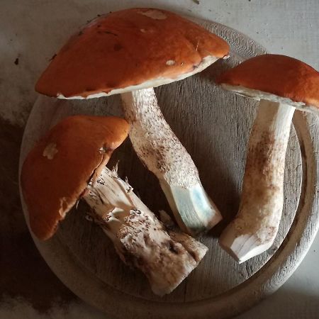 Horni Plana Pension Buitenkant foto