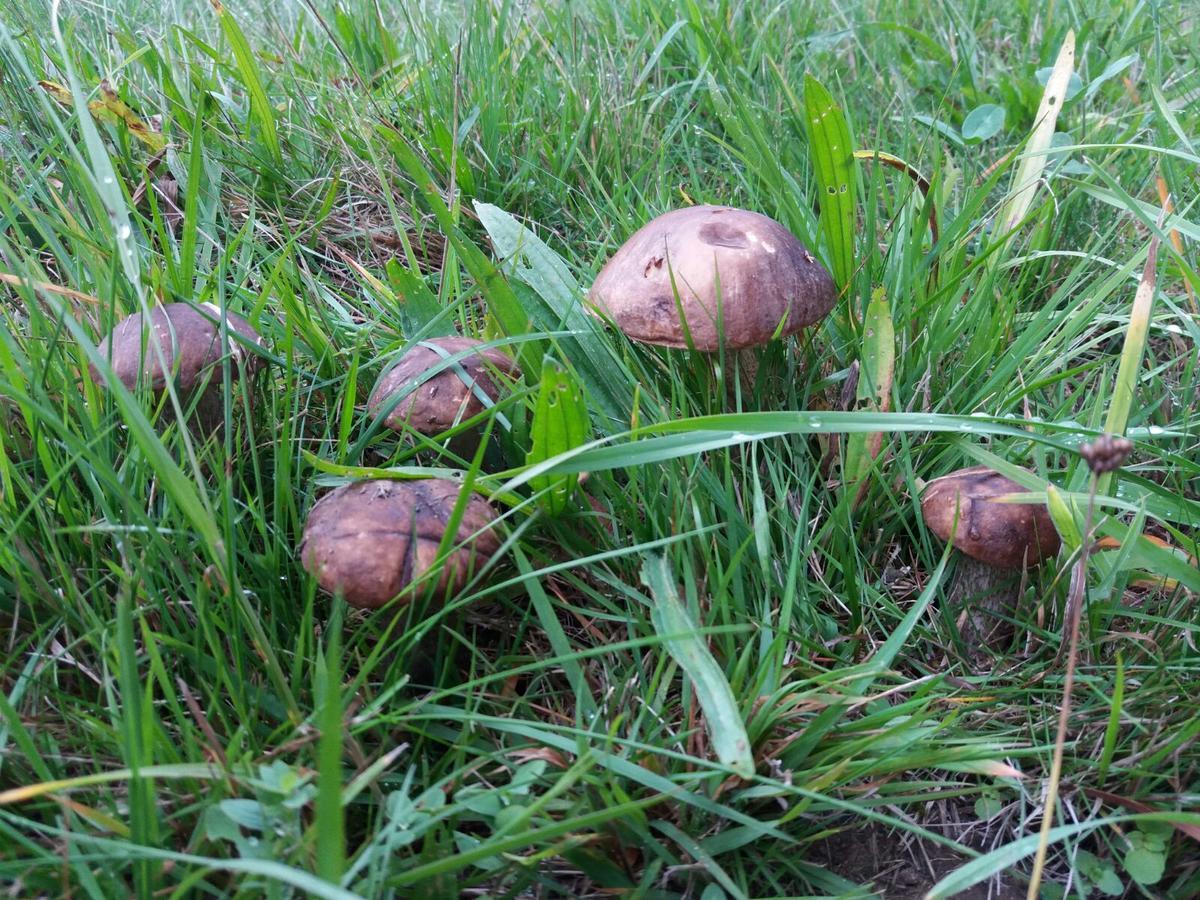 Horni Plana Pension Buitenkant foto